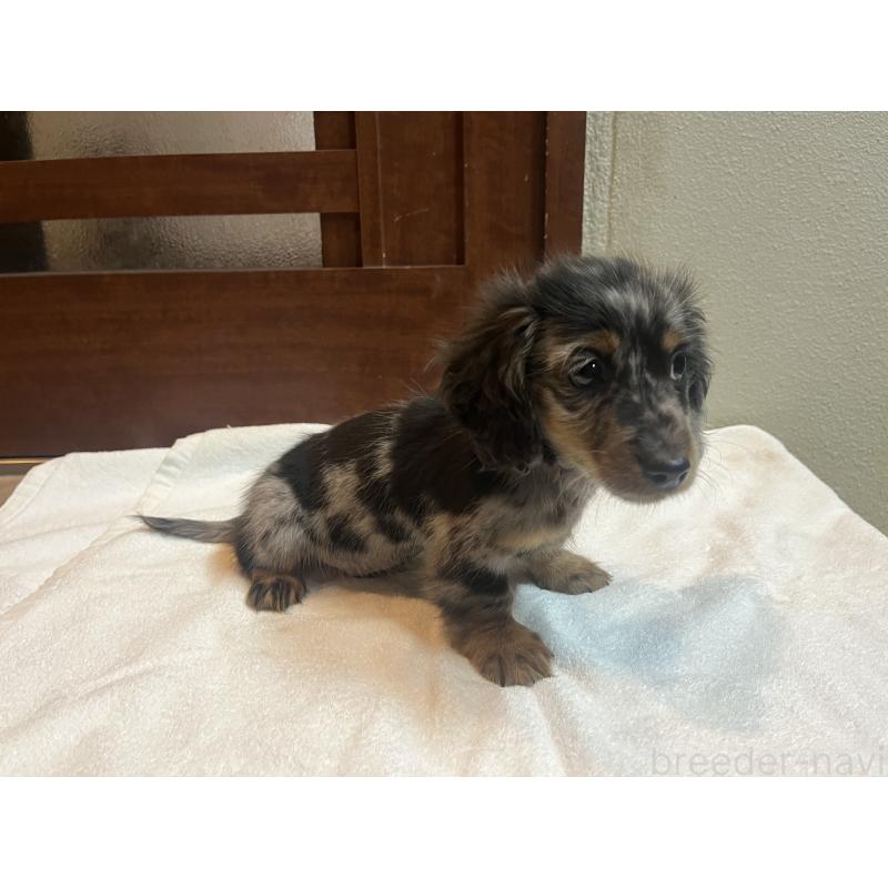 販売中の沖縄県のミニチュアダックスフンド(ロングヘアード)-439422の5枚目