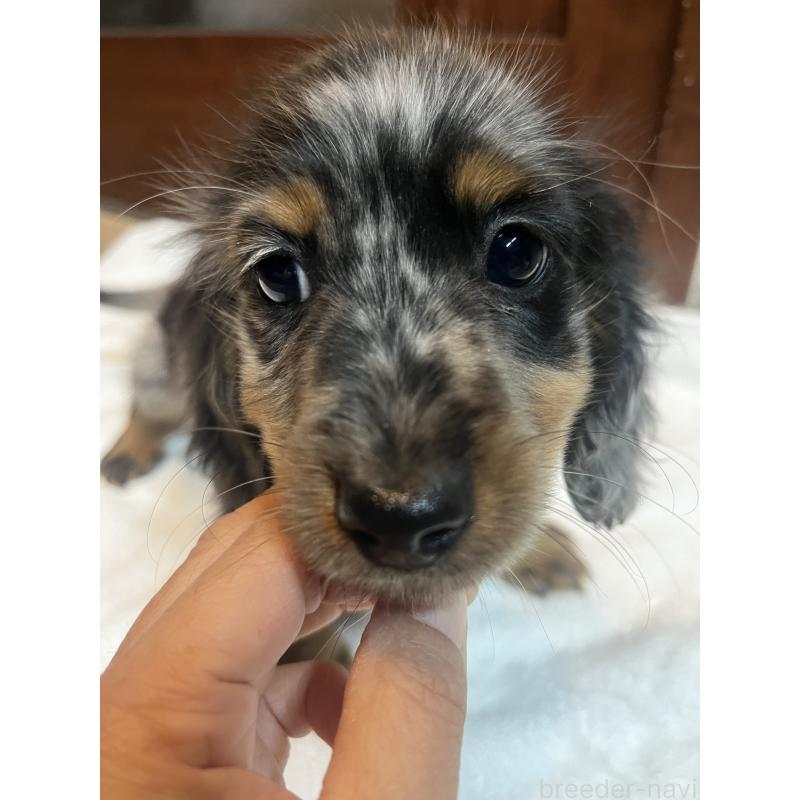 販売中の沖縄県のミニチュアダックスフンド(ロングヘアード)-439422の3枚目