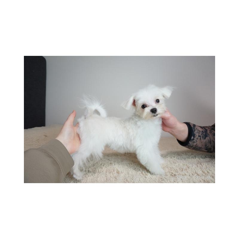 販売中の奈良県のマルチーズ-439420の4枚目