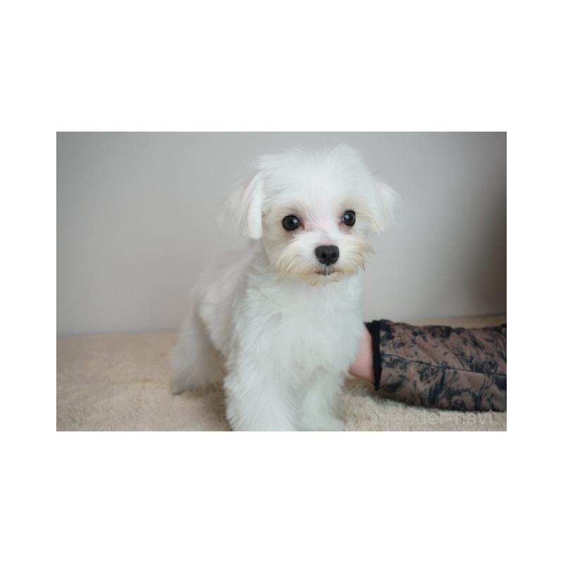 販売中の奈良県のマルチーズ-439420の3枚目