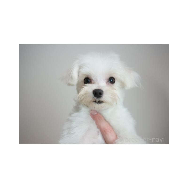 販売中の奈良県のマルチーズ-439420の2枚目