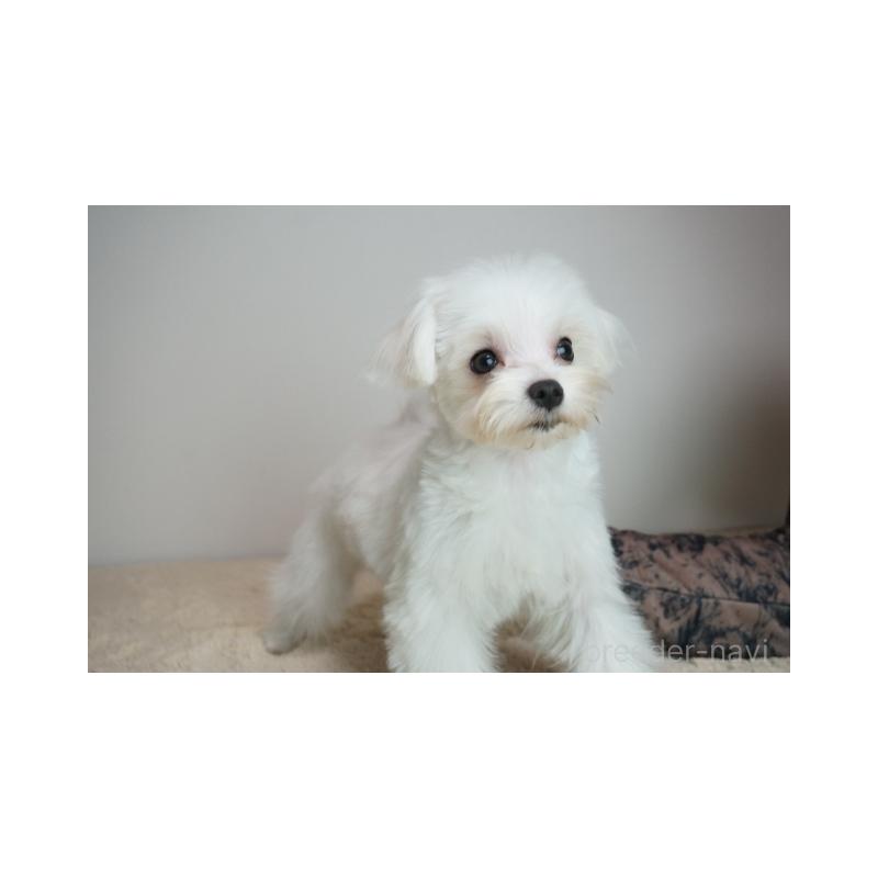 販売中の奈良県のマルチーズ-439420の1枚目