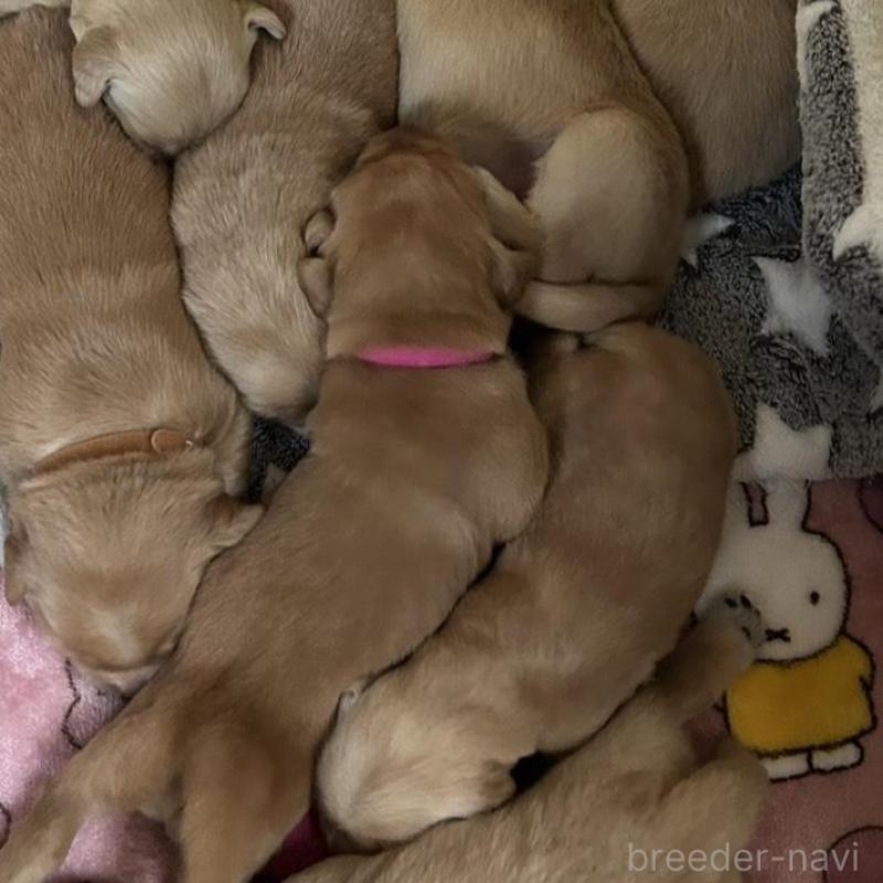 販売中の福岡県のゴールデンレトリーバー-438198の18枚目