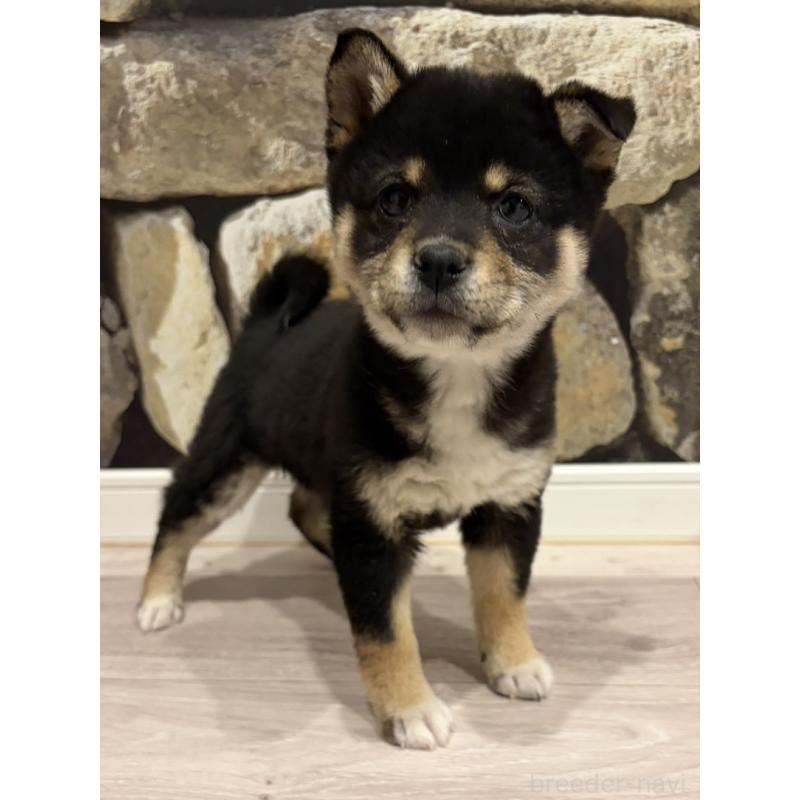 販売中の愛媛県の豆柴-439423の4枚目