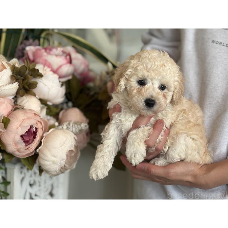 販売中の静岡県のトイプードル-439557の2枚目