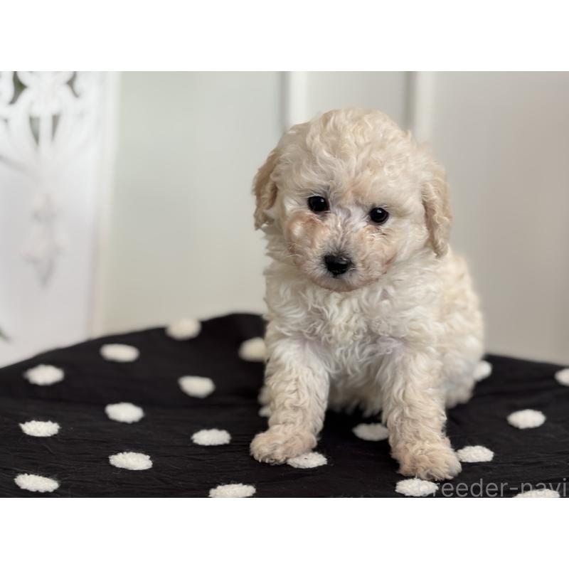 販売中の静岡県のトイプードル-439558の3枚目