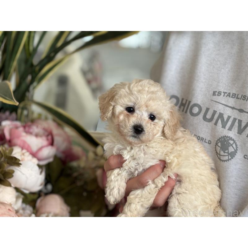 販売中の静岡県のトイプードル-439558の2枚目