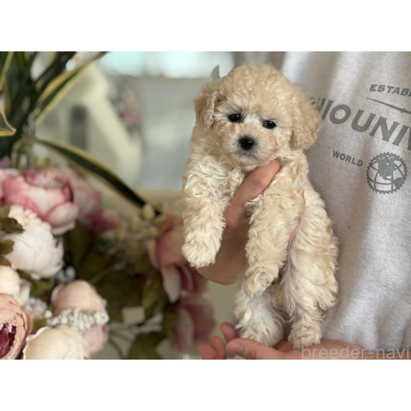 販売中の静岡県のタイニープードル-439559の3枚目