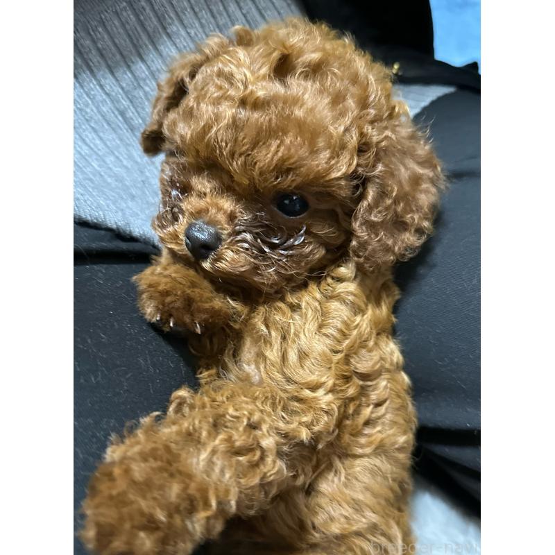 販売中の岡山県のトイプードル-439560の4枚目