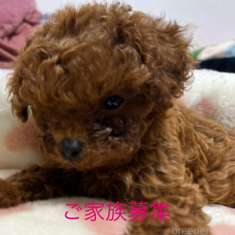 販売中の岡山県のトイプードル-439560の1枚目