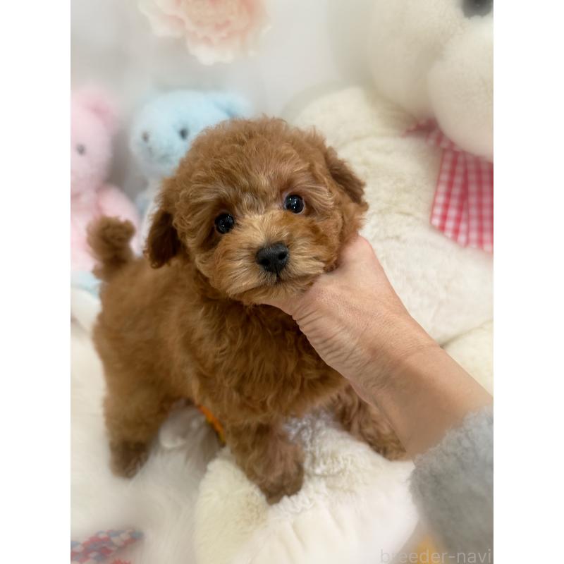 販売中の香川県のトイプードル-430498の4枚目