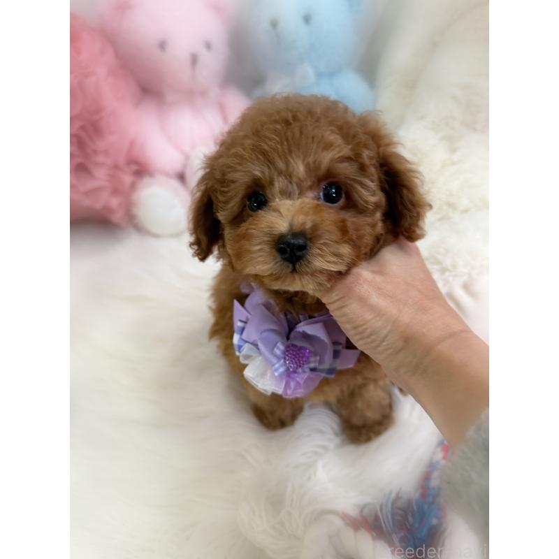 販売中の香川県のトイプードル-430498の3枚目