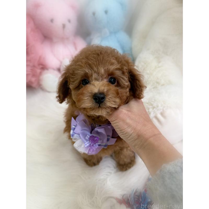 販売中の香川県のトイプードル-430498の2枚目