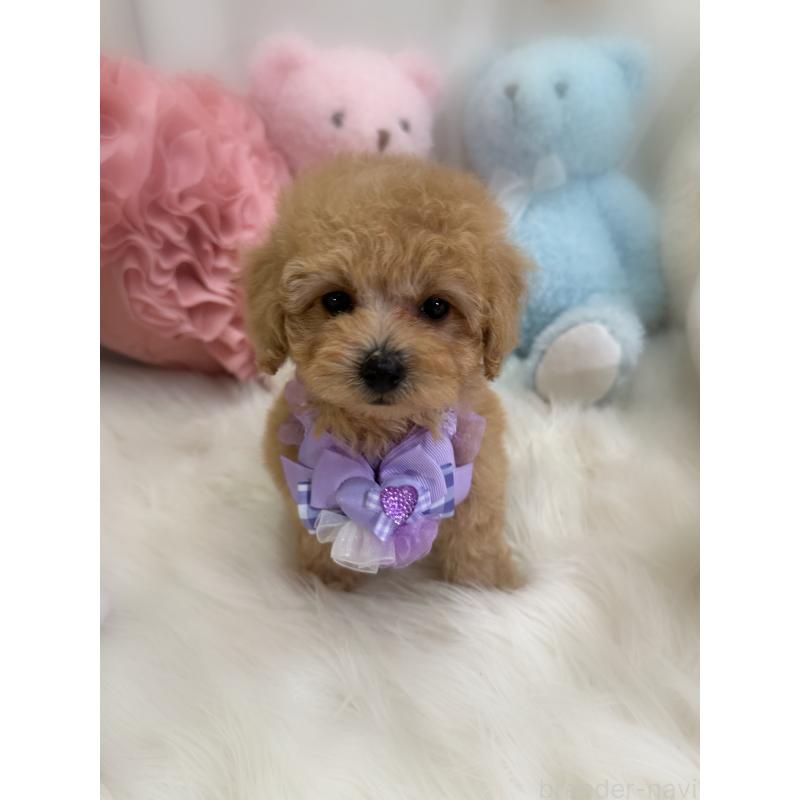 販売中の香川県のトイプードル-433619の7枚目