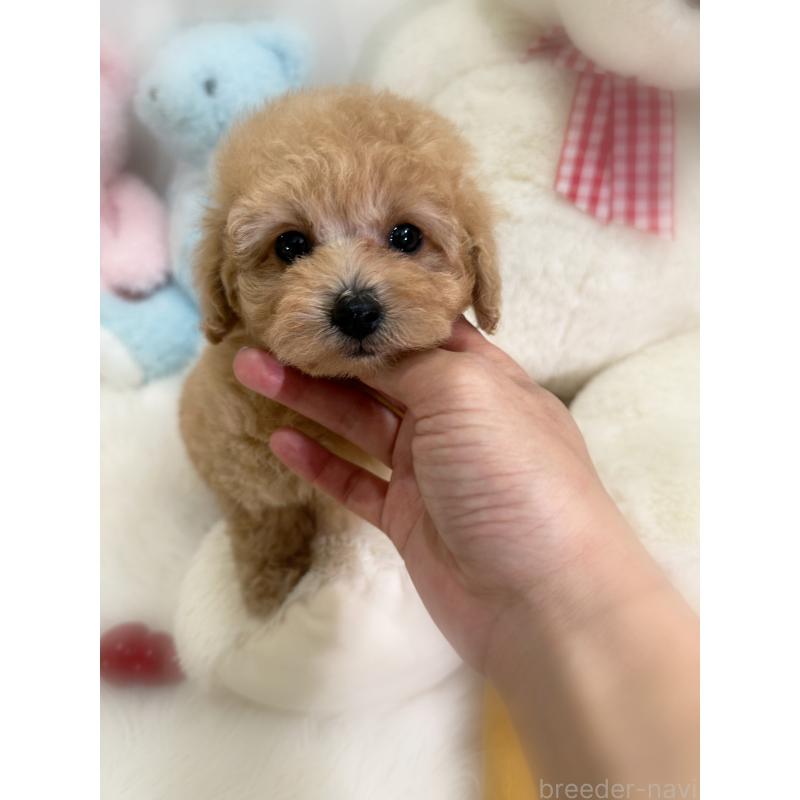 販売中の香川県のトイプードル-433619の6枚目