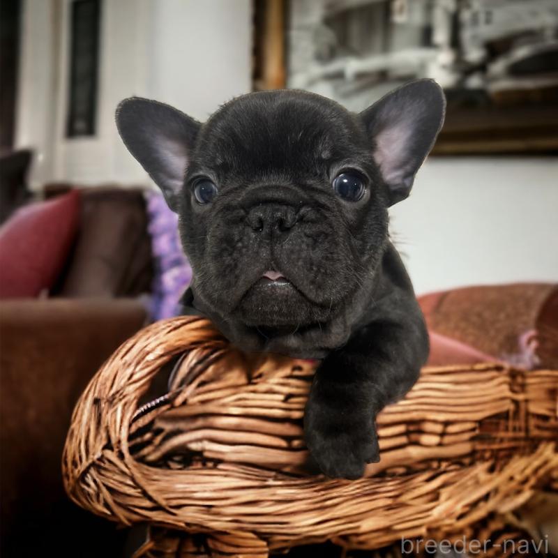 販売中の福岡県のフレンチブルドッグ-436737