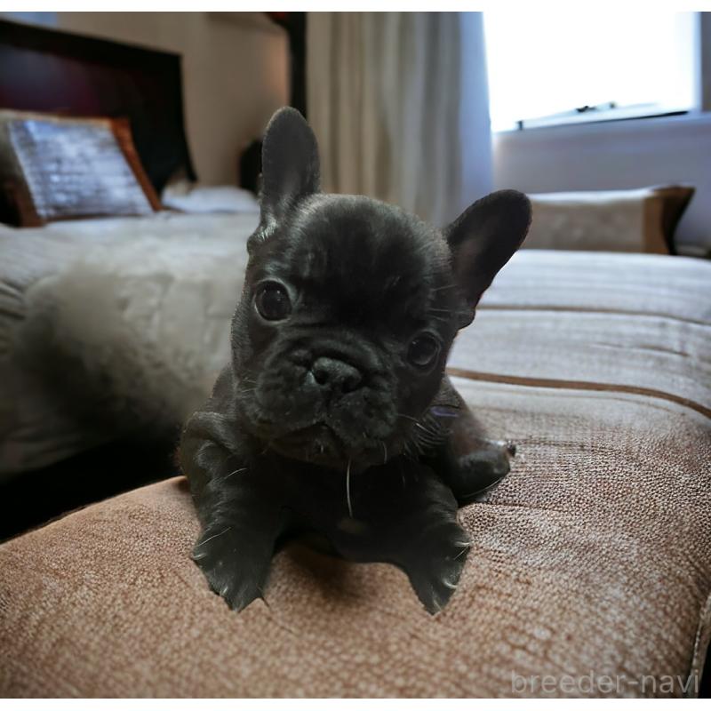 販売中の福岡県のフレンチブルドッグ-439548の1枚目