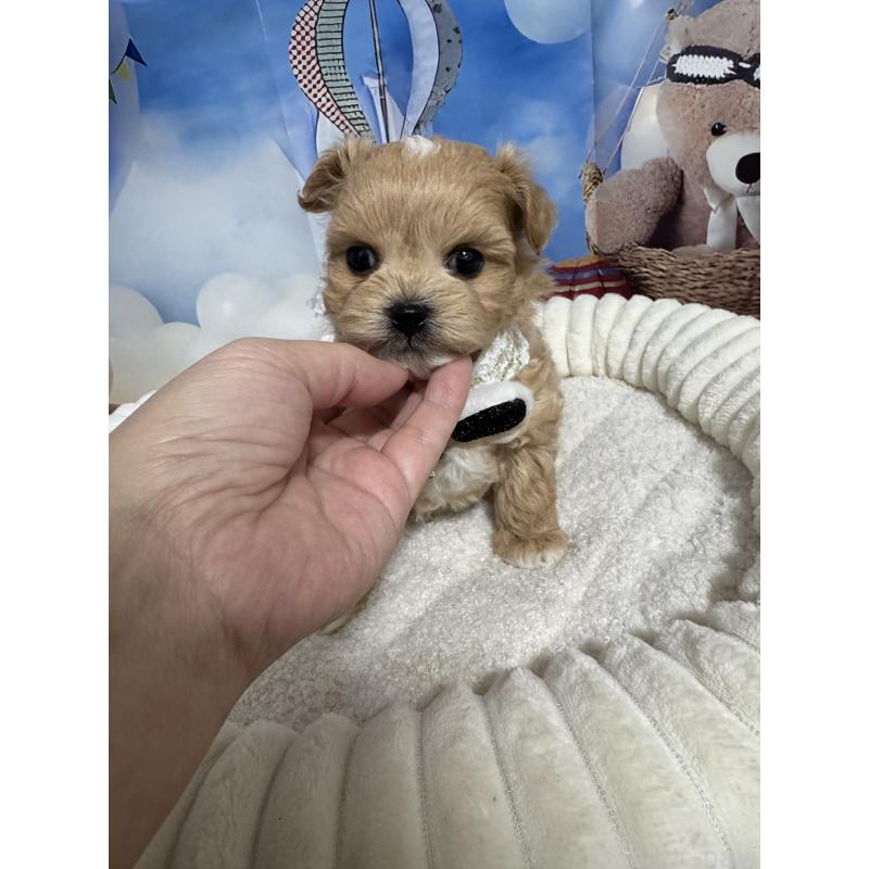 販売中の埼玉県のマルプー:マルチーズ×トイプードル-439575の5枚目