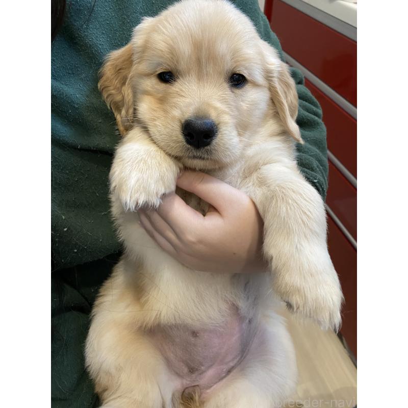 販売中の岡山県のゴールデンレトリーバー-437519