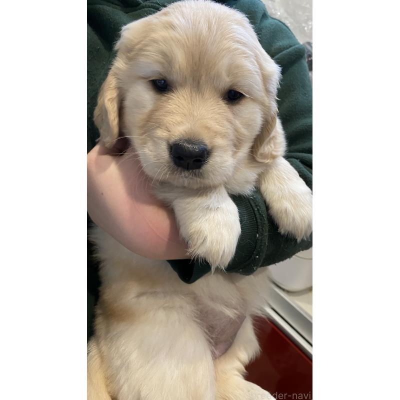 販売中の岡山県のゴールデンレトリーバー-437518