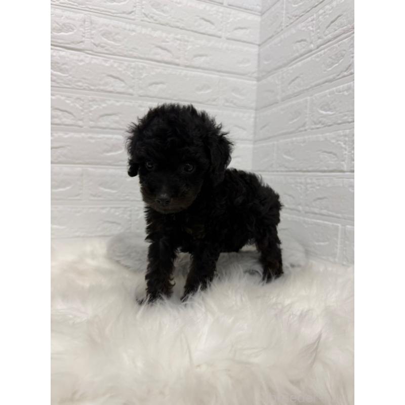 販売中の岡山県のタイニープードル-439561の12枚目