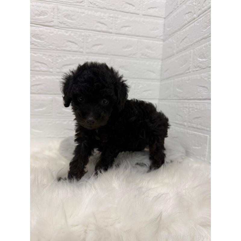 販売中の岡山県のタイニープードル-439561の10枚目