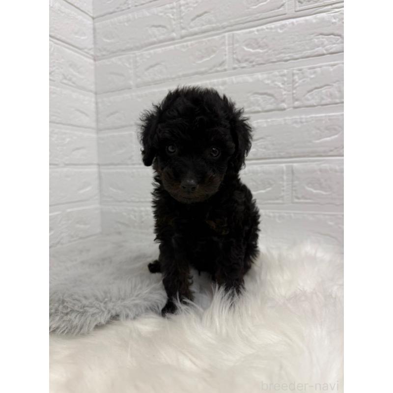 販売中の岡山県のタイニープードル-439561の9枚目