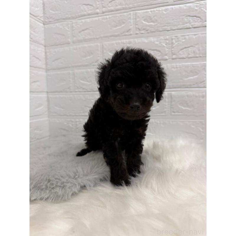 販売中の岡山県のタイニープードル-439561の6枚目