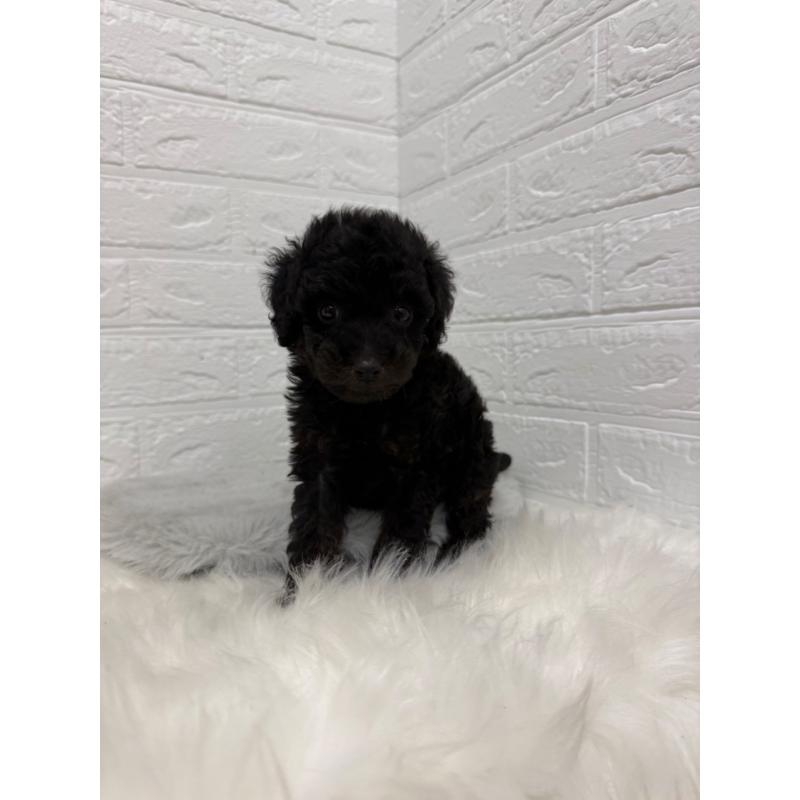 販売中の岡山県のタイニープードル-439561の5枚目