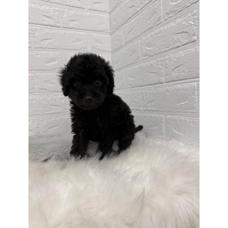 販売中の岡山県のタイニープードル-439561の4枚目