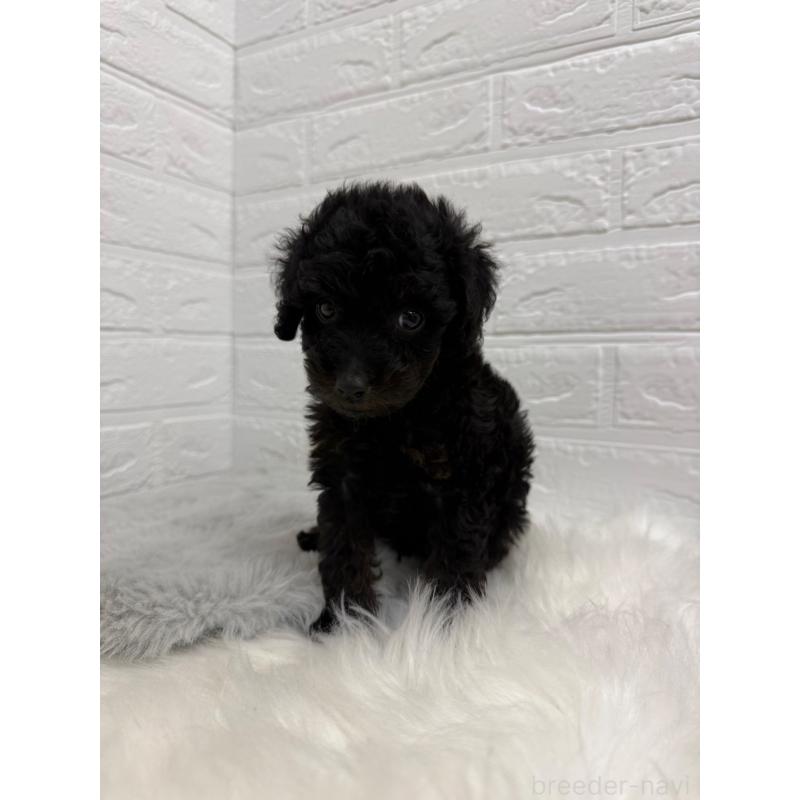 販売中の岡山県のタイニープードル-439561の3枚目