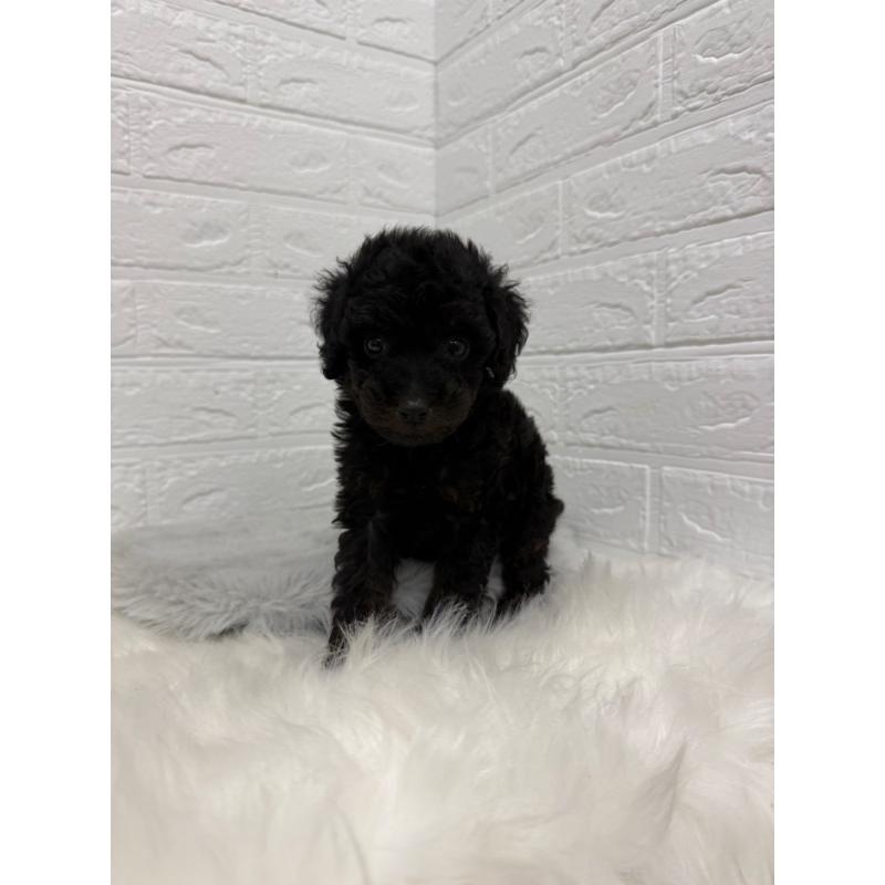 販売中の岡山県のタイニープードル-439561の2枚目