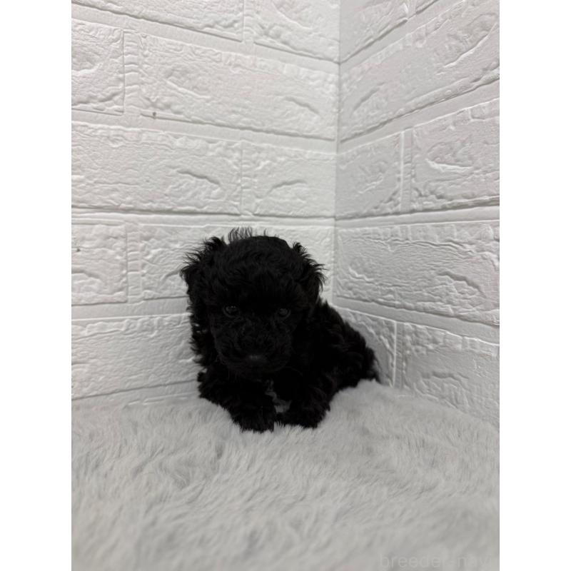 販売中の岡山県のタイニープードル-439562の11枚目