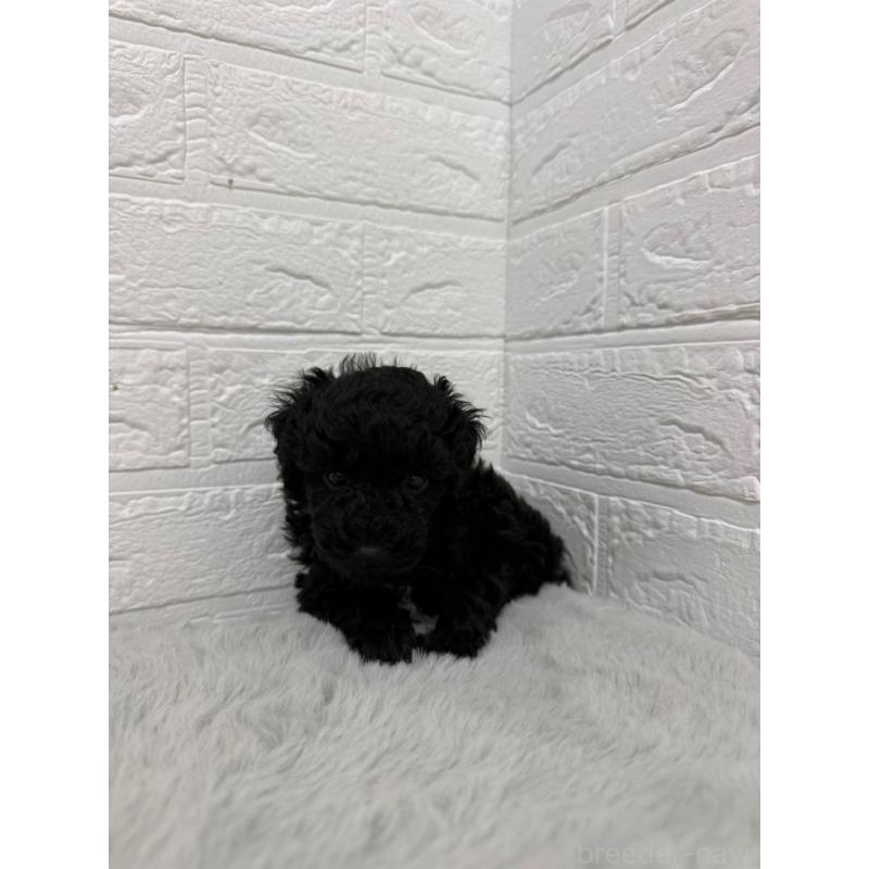 販売中の岡山県のタイニープードル-439562の10枚目