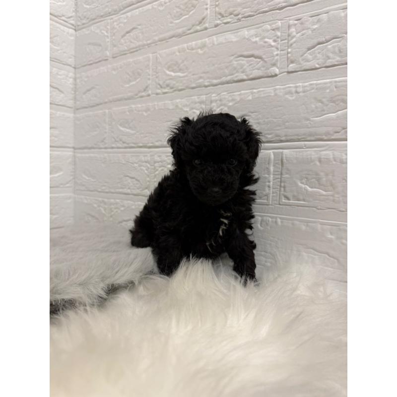 販売中の岡山県のタイニープードル-439562の8枚目