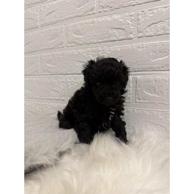 販売中の岡山県のタイニープードル-439562の7枚目