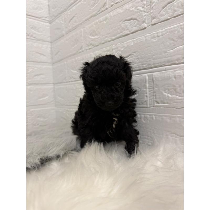 販売中の岡山県のタイニープードル-439562の6枚目