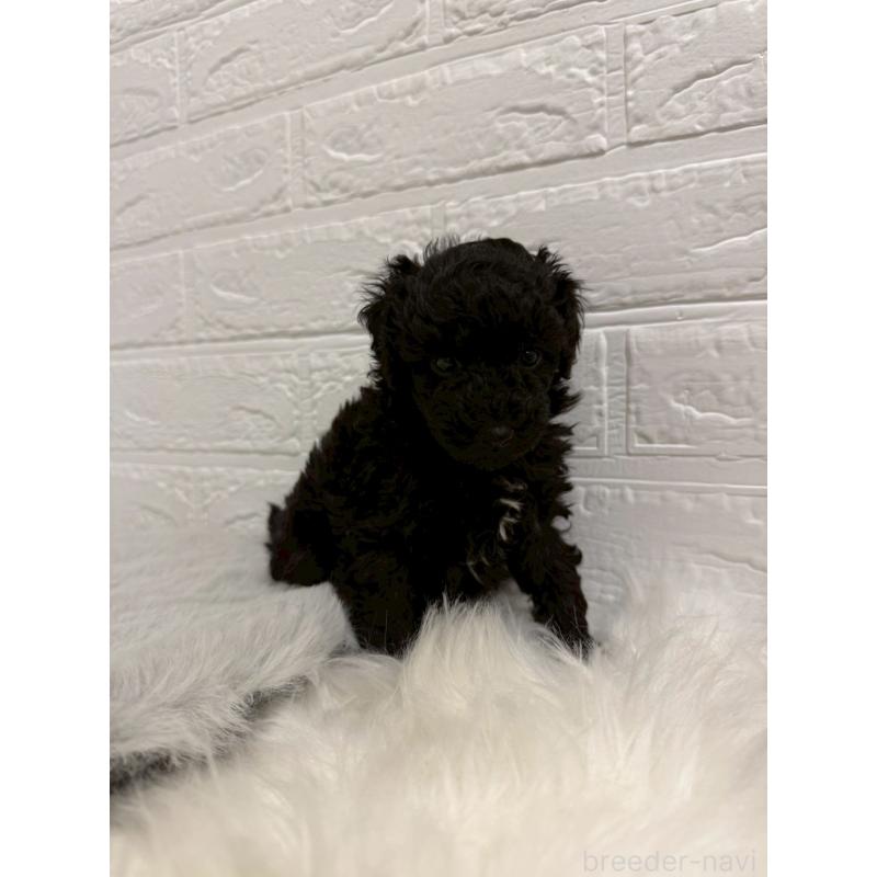 販売中の岡山県のタイニープードル-439562の5枚目