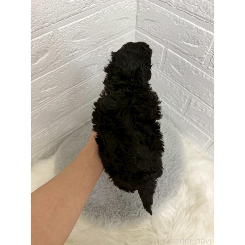 販売中の岡山県のタイニープードル-439562の3枚目