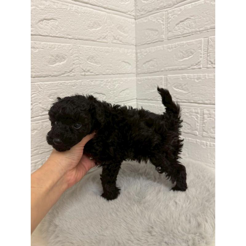 販売中の岡山県のタイニープードル-439562の2枚目