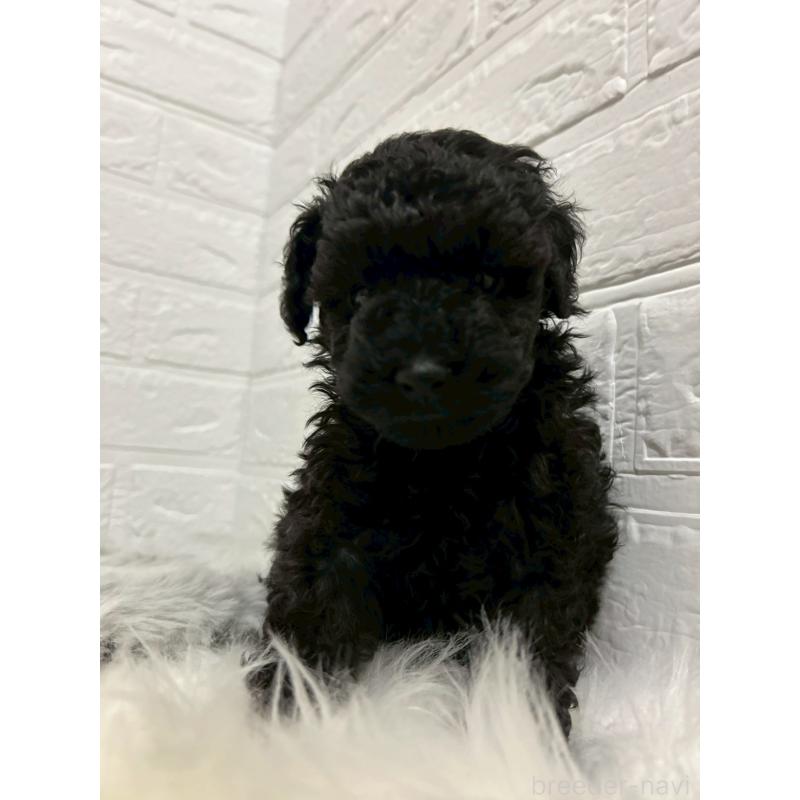 販売中の岡山県のタイニープードル-439563の8枚目