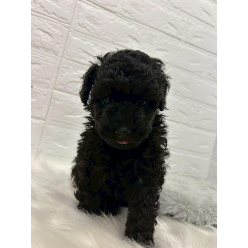 販売中の岡山県のタイニープードル-439563の6枚目