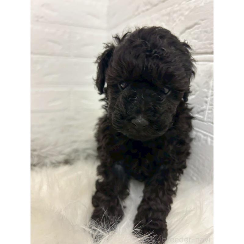 販売中の岡山県のタイニープードル-439563の4枚目