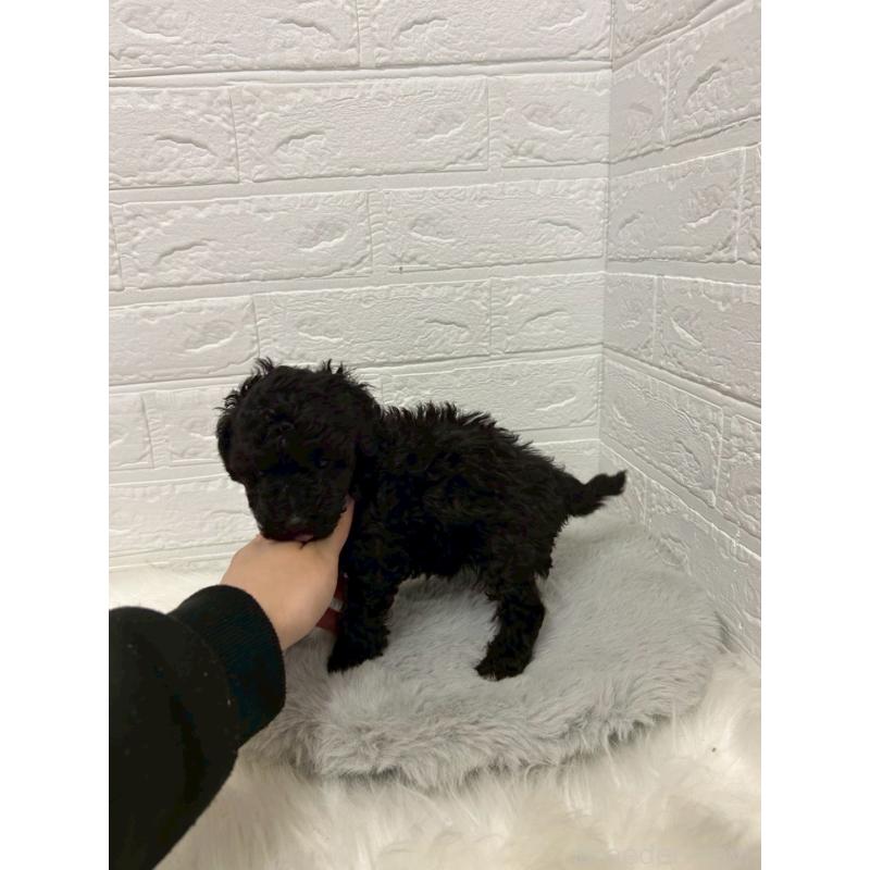 販売中の岡山県のタイニープードル-439563の3枚目