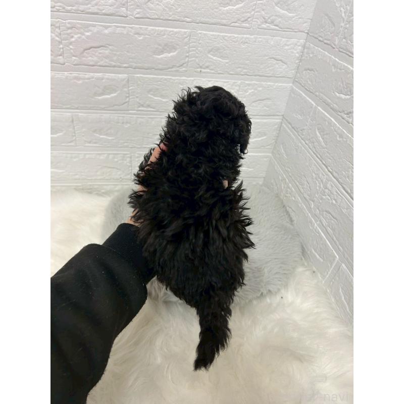 販売中の岡山県のタイニープードル-439563の2枚目