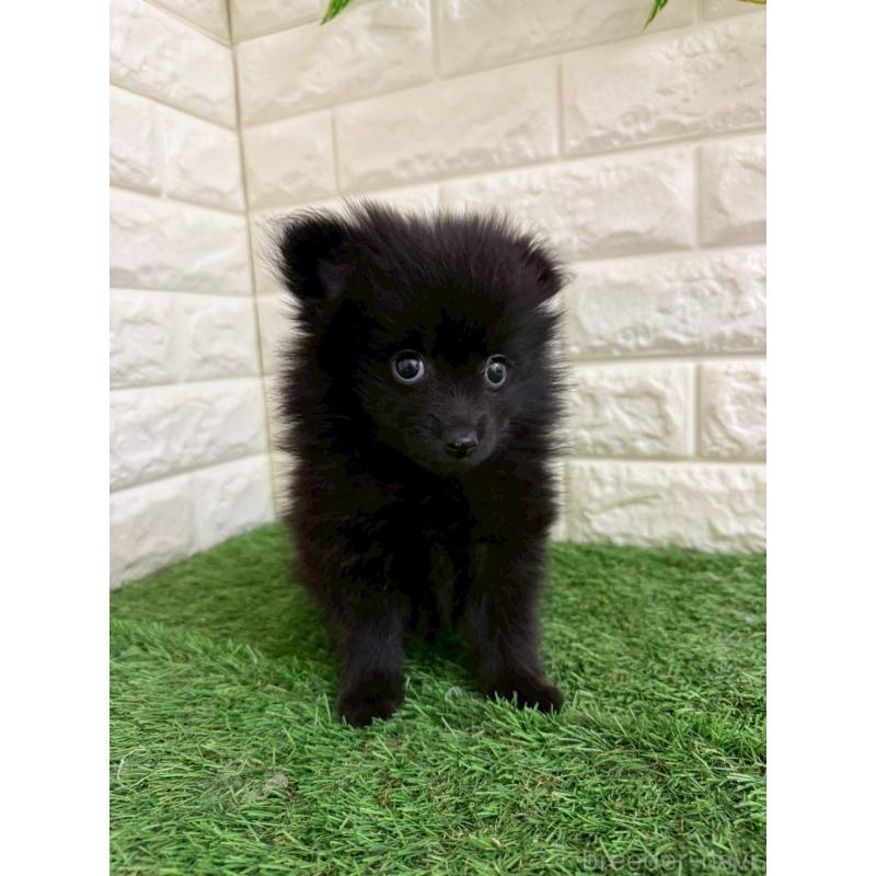 販売中の岡山県のポメラニアン-439564の11枚目