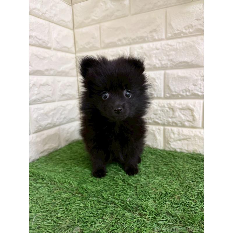 販売中の岡山県のポメラニアン-439564の9枚目