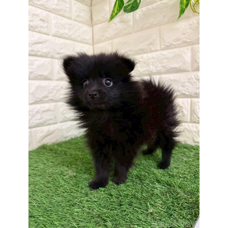 販売中の岡山県のポメラニアン-439564の6枚目