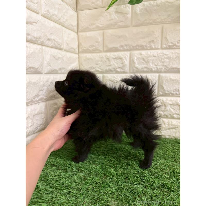 販売中の岡山県のポメラニアン-439564の4枚目