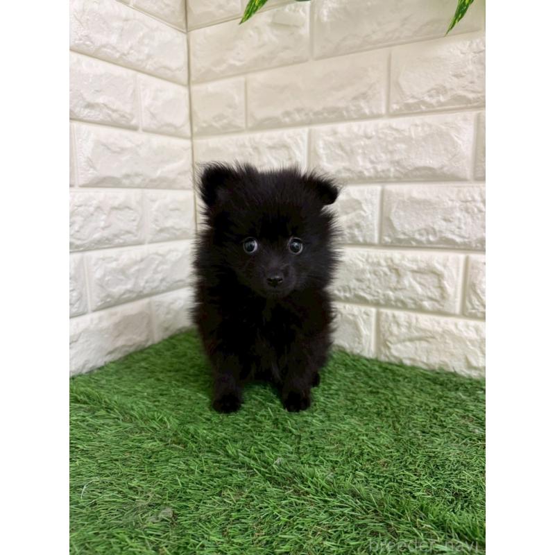 販売中の岡山県のポメラニアン-439564の3枚目